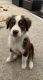 Australian Shepherd Puppies for sale in Henderson, NV, USA. price: $2,000
