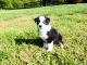 Australian Shepherd Puppies for sale in Westminster, SC 29693, USA. price: $2,000