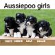 Australian Shepherd Puppies for sale in Clare, MI 48617, USA. price: NA