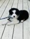 Australian Shepherd Puppies for sale in Absecon, NJ 08201, USA. price: NA