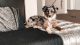 Australian Shepherd Puppies for sale in Grove City, OH 43123, USA. price: NA