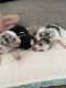 Australian Shepherd Puppies for sale in Rexburg, ID, USA. price: NA