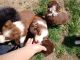Australian Shepherd Puppies for sale in Tipton, MO 65081, USA. price: NA