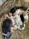 Australian Shepherd Puppies for sale in Shelbyville, TN, USA. price: NA