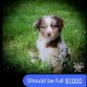 Australian Shepherd Puppies for sale in Mt. Juliet, TN, USA. price: NA