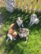 Australian Shepherd Puppies for sale in Pullman, MI 49450, USA. price: NA