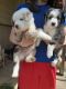 Australian Shepherd Puppies for sale in Welch, MN 55089, USA. price: $700