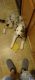 Australian Shepherd Puppies for sale in Amelia, OH 45102, USA. price: NA
