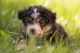 Australian Shepherd Puppies for sale in Napa, CA, USA. price: $2,200