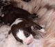 Australian Shepherd Puppies for sale in Morristown, TN, USA. price: NA
