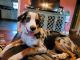 Australian Shepherd Puppies for sale in Erie, PA 16505, USA. price: NA