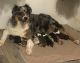 Australian Shepherd Puppies for sale in Lincoln, AR 72744, USA. price: NA