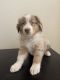 Australian Shepherd Puppies for sale in El Paso, TX, USA. price: NA