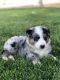 Australian Shepherd Puppies for sale in Parowan, UT 84761, USA. price: $1,500