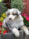 Australian Shepherd Puppies for sale in Walnut, CA, USA. price: NA