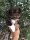 Australian Shepherd Puppies for sale in Barstow, CA, USA. price: NA