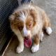 Australian Shepherd Puppies for sale in Beaumont, CA 92223, USA. price: NA