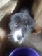 Australian Shepherd Puppies for sale in Oberlin, OH 44074, USA. price: NA