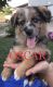 Australian Shepherd Puppies for sale in Bird in Hand, PA 17505, USA. price: NA