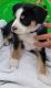 Australian Shepherd Puppies for sale in Newaygo, MI 49337, USA. price: NA