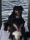 Australian Shepherd Puppies for sale in 1868 Carsons Cove, Commerce Charter Twp, MI 48390, USA. price: NA