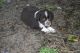 Australian Shepherd Puppies for sale in Franklin, TX 77856, USA. price: $500