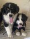 Australian Shepherd Puppies for sale in Olney, IL 62450, USA. price: $500