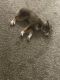 Australian Shepherd Puppies for sale in Dublin, OH, USA. price: NA
