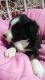 Australian Shepherd Puppies for sale in Munfordville, KY 42765, USA. price: NA