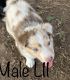 Australian Shepherd Puppies for sale in Hempstead, TX 77445, USA. price: NA