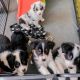 Australian Shepherd Puppies for sale in Charlotte, NC, USA. price: $550