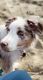 Australian Shepherd Puppies for sale in Norman, OK 73071, USA. price: $1,000
