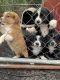 Australian Shepherd Puppies for sale in Columbia, KY 42728, USA. price: $500