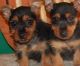 Australian Silky Terrier Puppies