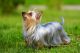 Australian Silky Terrier Puppies for sale in Houston, TX 77001, USA. price: $550