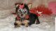 Australian Silky Terrier Puppies for sale in Barnett, MO 65011, USA. price: $1,000