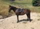 Australian Stock Horse Horses for sale in Texas City, TX, USA. price: $900