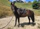 Australian Stock Horse Horses