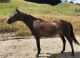 Australian Stock Horse Horses