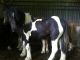 Australian Stock Horse Horses for sale in Decatur, GA 30030, USA. price: NA