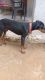 Australian Stumpy Tail Cattle Dog Puppies for sale in Neem Ka Thana Rd, Sirohi, Rajasthan, India. price: 9999 INR