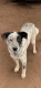 Australian Stumpy Tail Cattle Dog Puppies