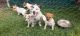 Australian Stumpy Tail Cattle Dog Puppies for sale in Jandowae QLD 4410, Australia. price: $500