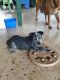 Australian Stumpy Tail Cattle Dog Puppies for sale in Mackay, Queensland. price: $800