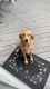 Australian Terrier Puppies for sale in Virginia Beach, VA, USA. price: $500