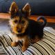 Australian Terrier Puppies for sale in Philadelphia, PA, USA. price: $800
