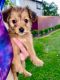 Australian Terrier Puppies for sale in Fontana, CA, USA. price: $400