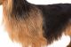 Australian Terrier Puppies for sale in Las Vegas, NV, USA. price: $950