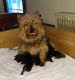 Australian Terrier Puppies for sale in Rocky Mount, NC, USA. price: NA