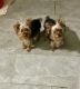 Australian Terrier Puppies for sale in Miami, Florida. price: $750
